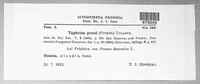 Taphrina pruni image